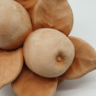 Small Terracotta Apples
